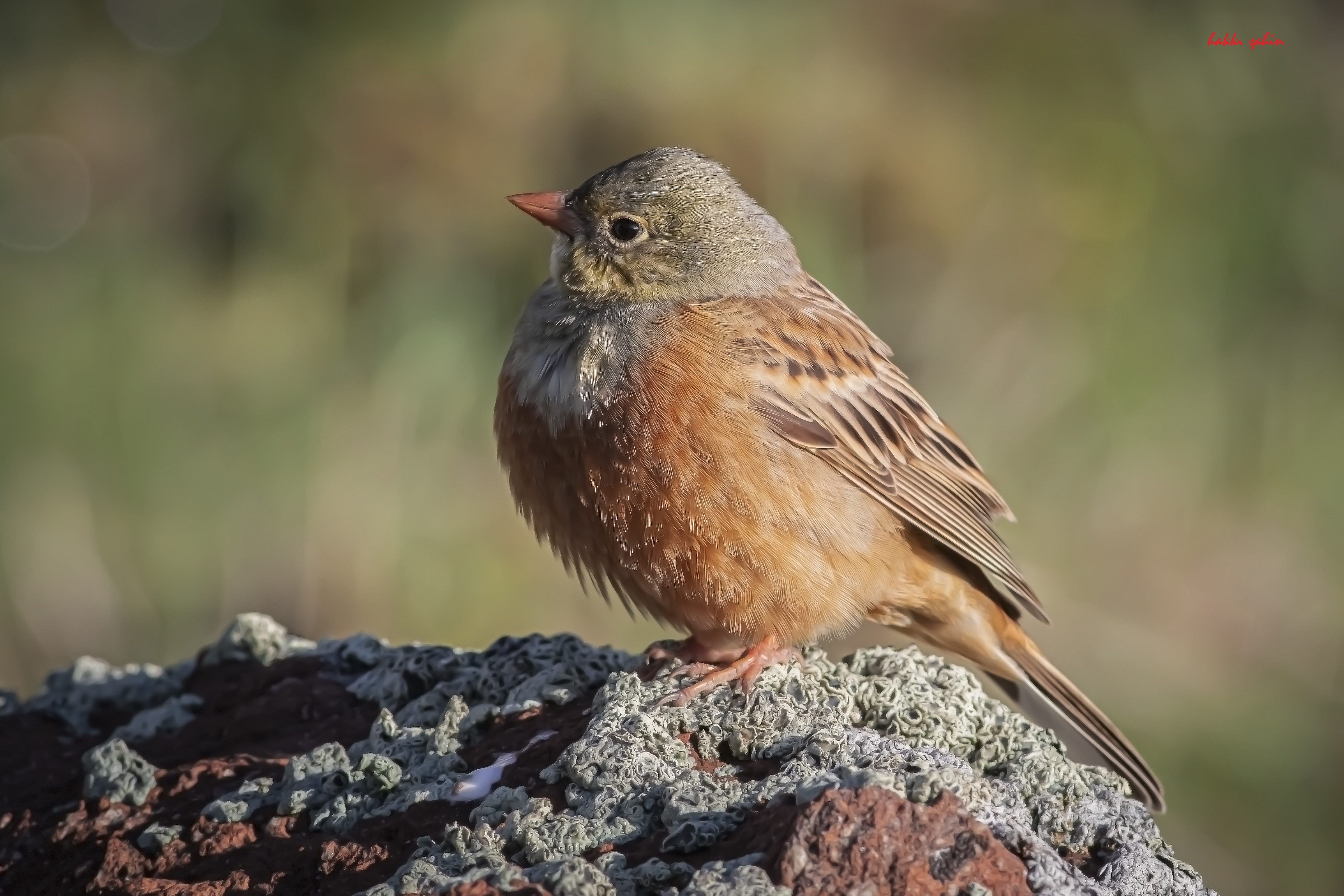 Cretzschmar's Bunting